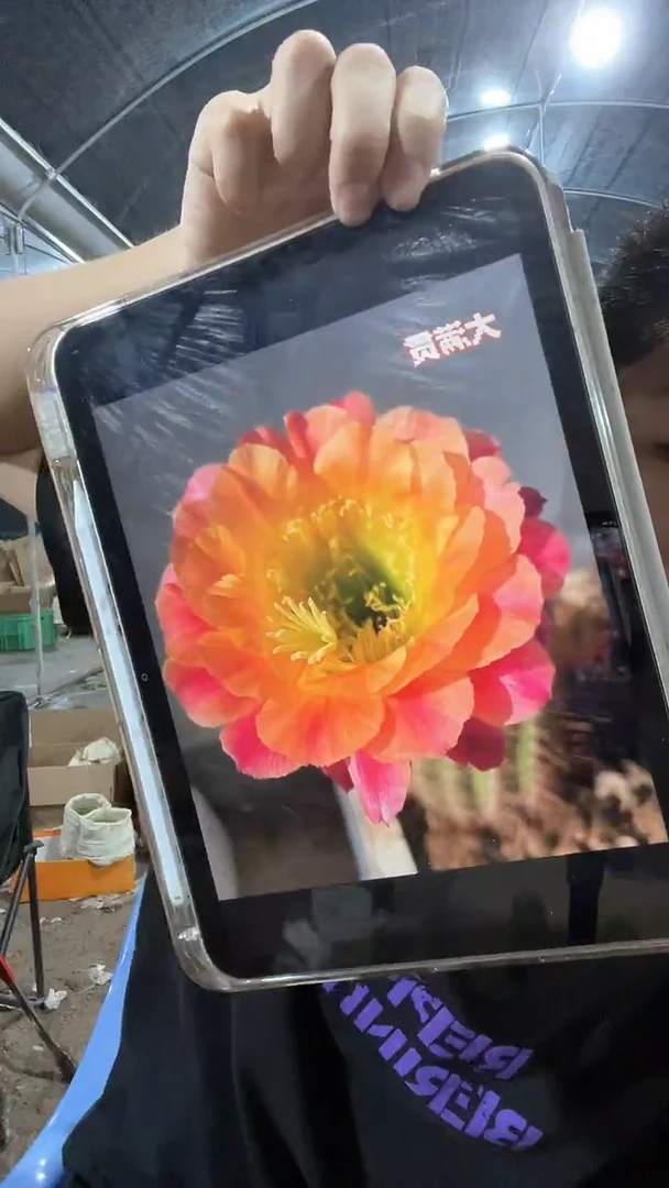 毛花柱开花毛花柱18cm左右