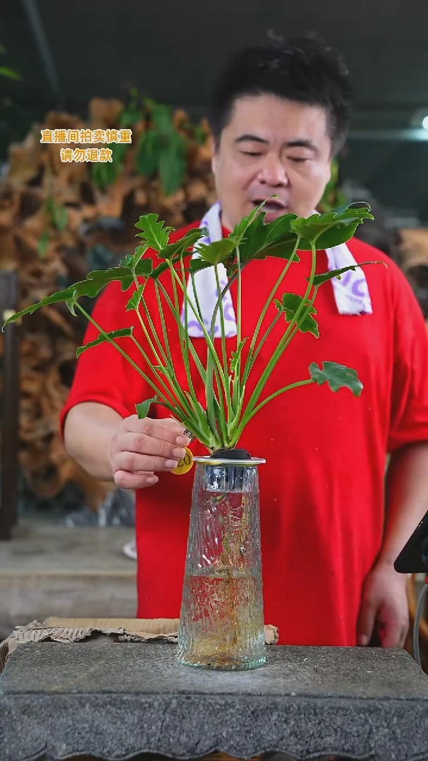 当前无花栽培后可以开花小天使冰川纹玻璃瓶520+