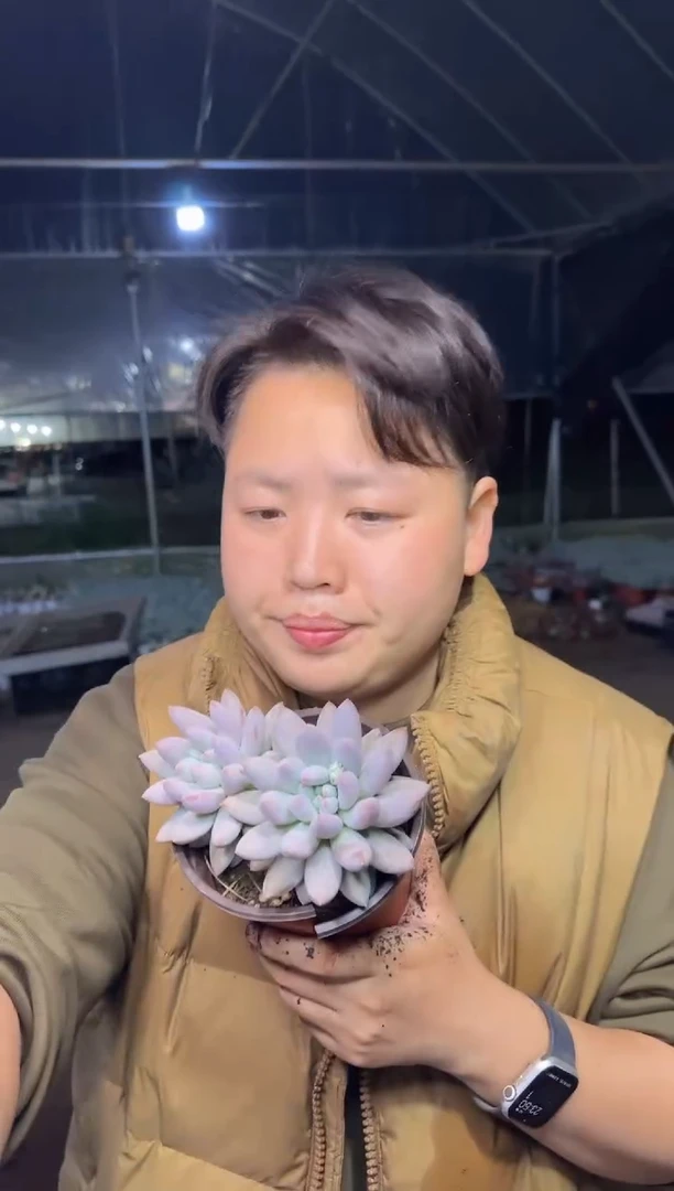 双头所罗门3.99
