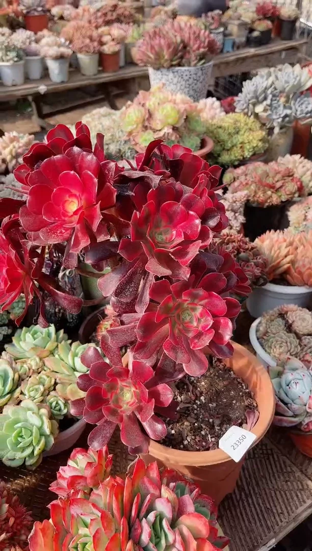 【闪购商品】23350