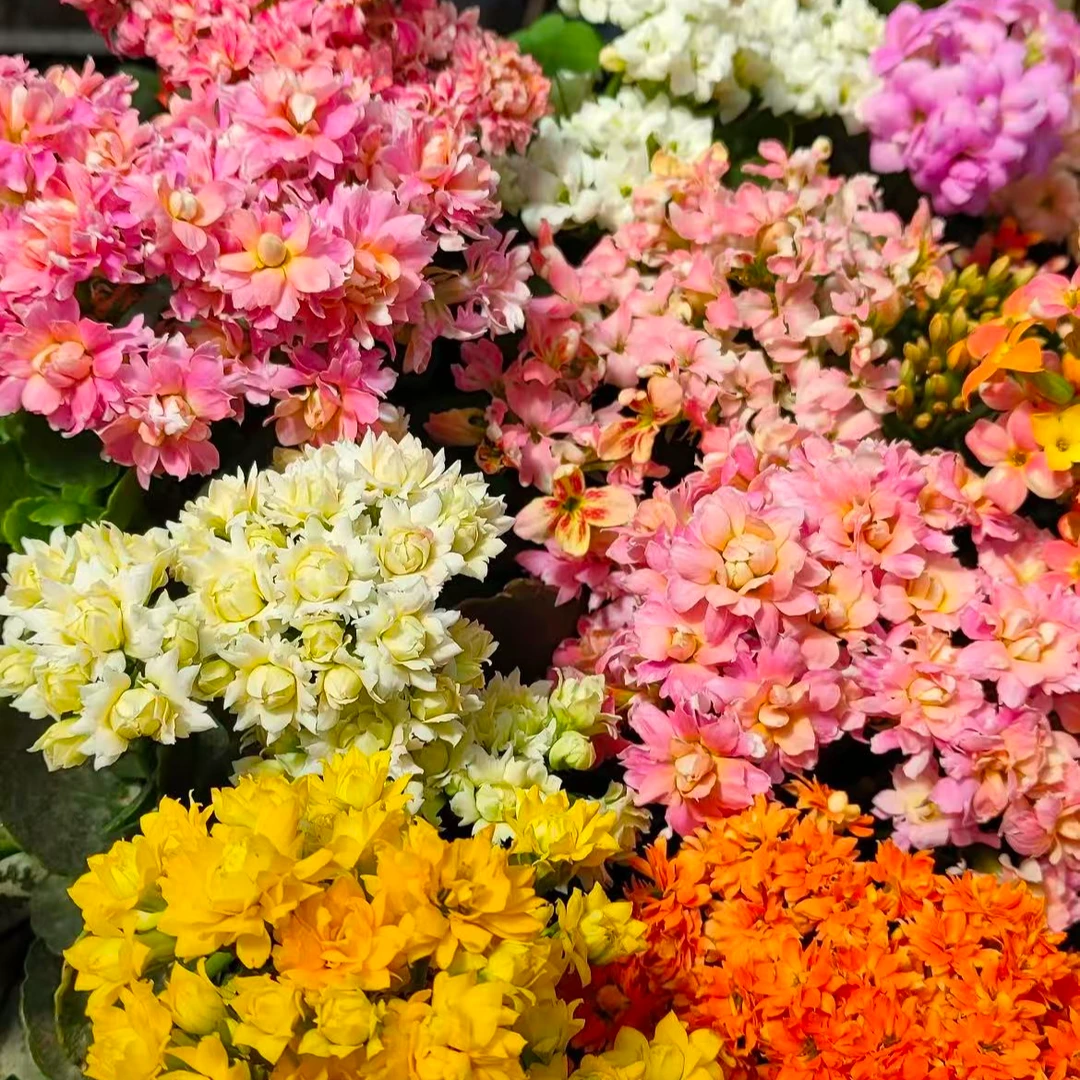 稀有长寿金狐狸盆栽大花重瓣四季开花爆花神器室内外好养易活带花