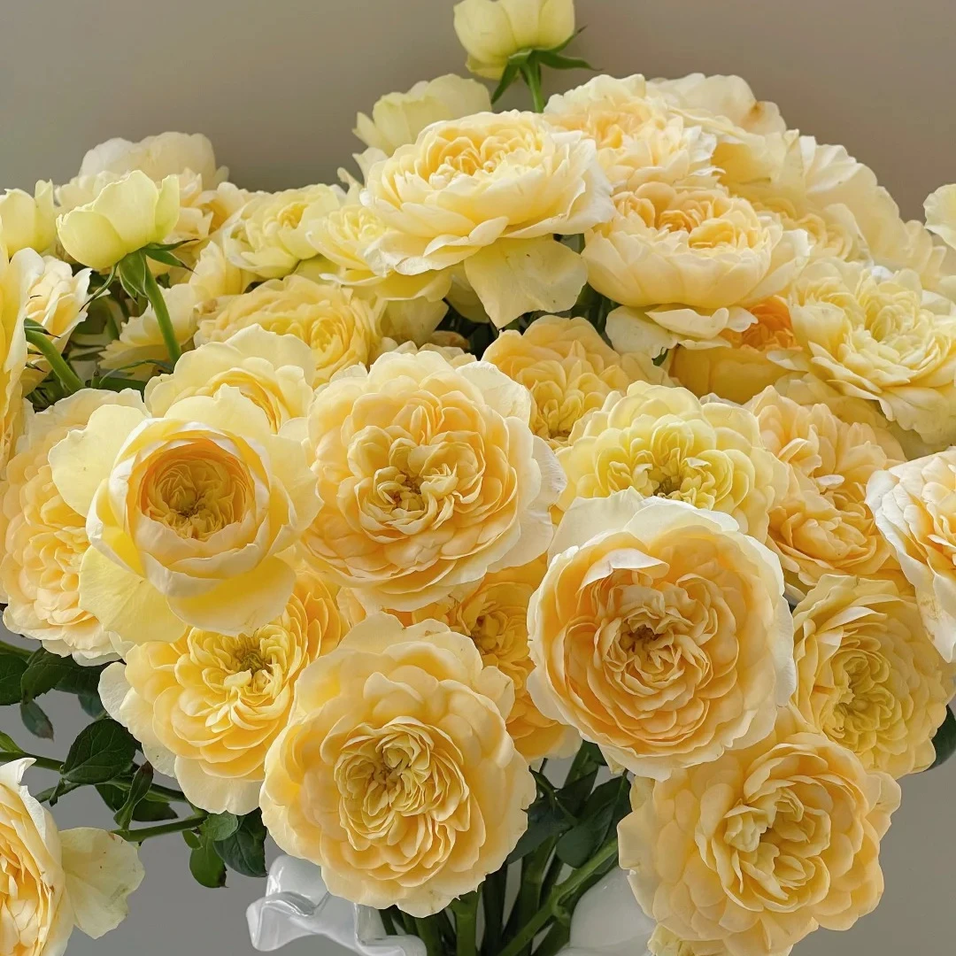 蜜柚果汁玫瑰【月亮花圃玫瑰】云南鲜花基地直发
