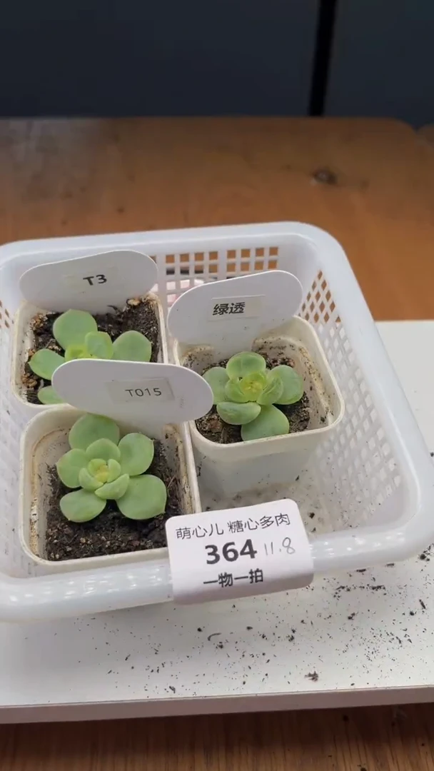 364多肉植物多肉植物