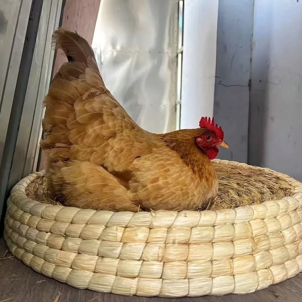 苏禽土鸡抱窝鸡宠物鸡