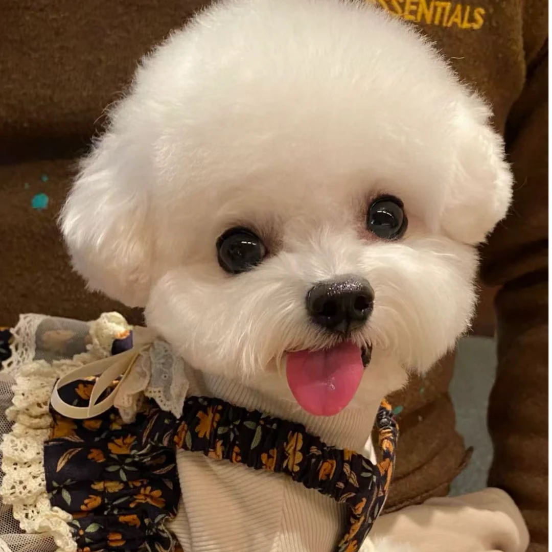 【比熊私宠】比熊可爱小型犬小狗