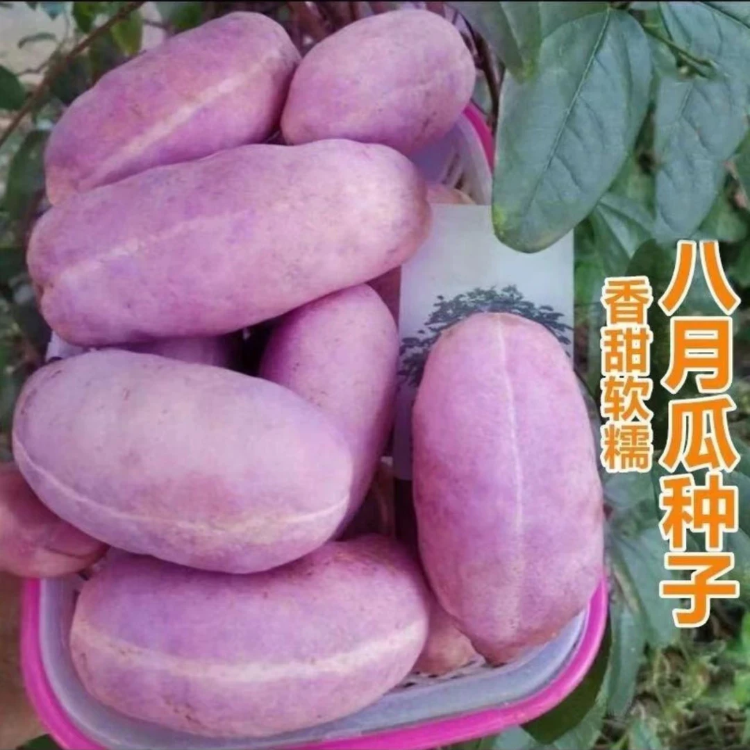 八月瓜种子特色紫果八月瓜树庭院爬藤植物食用水果八月炸种籽