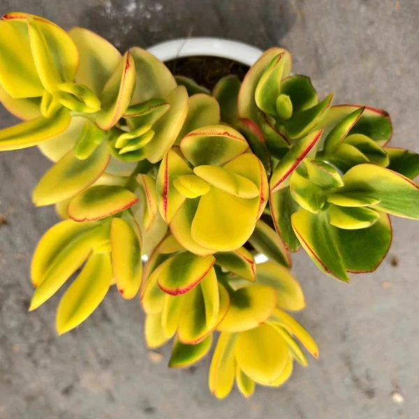 新花月锦 好种好养 瑕疵不售后 多肉绿植园艺种植多肉办公室