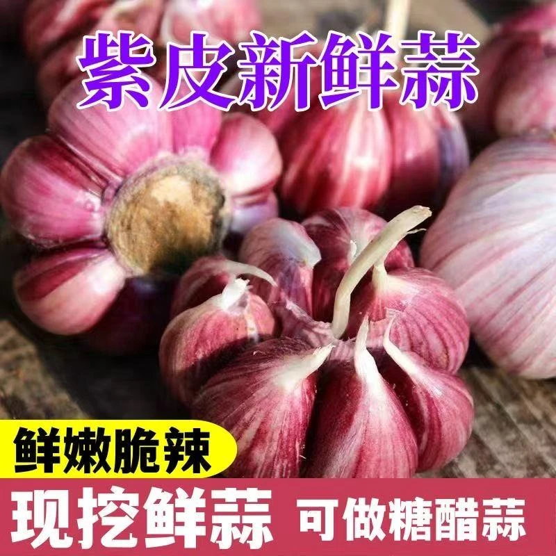 【现挖现发】2025新蒜大果可做腊八蒜糖醋蒜助衣 5斤