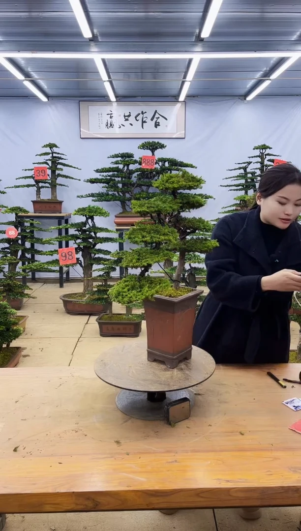 【闪购商品】高端盆景一物一拍，所见即所得