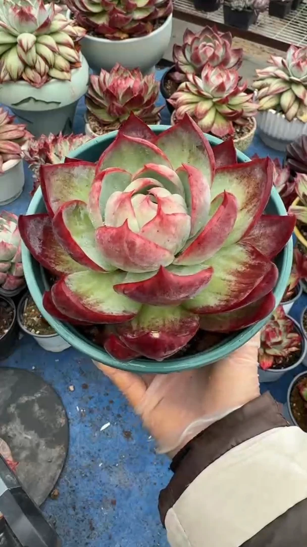 1颗12厘米宽叶内勾惊鸿（量拍参考）（裸根发货）