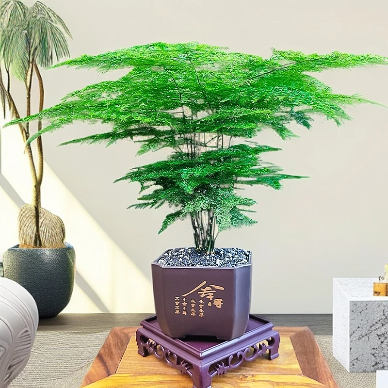 【种好发货】舍得盆 文竹盆栽四季常青书房桌面客厅好养绿植室内