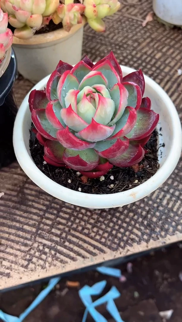 ?*? 多肉植物一物一拍20374