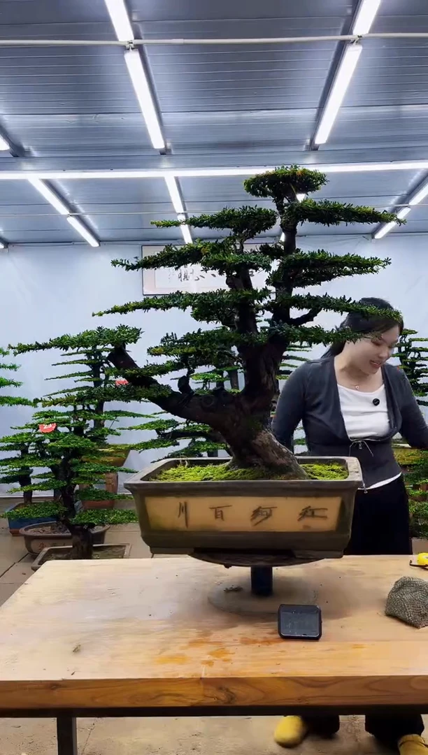 无花朵一物一拍，所见即所得