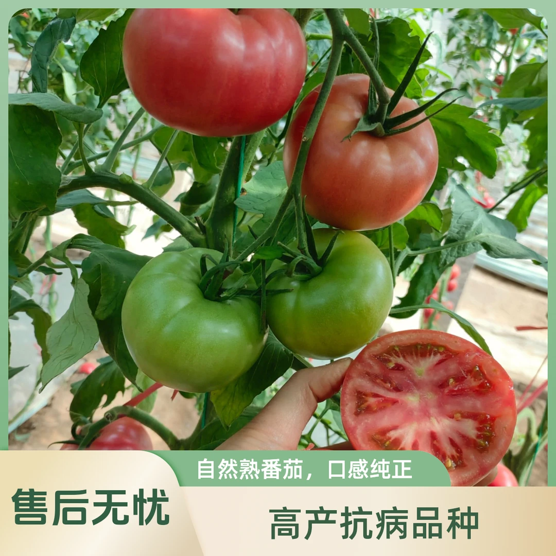 山东寿光亮粉起沙大口感番茄安妮518无限生长型番茄苗厂家直发