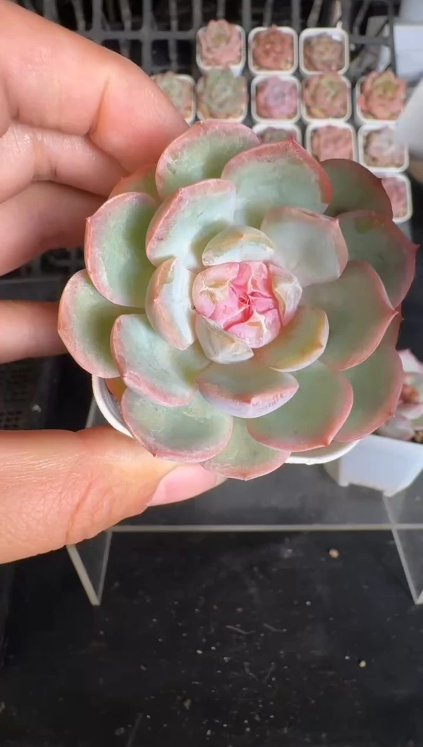 724Z 珍妮多肉(5.5cm杯）一物一拍 带盆土发