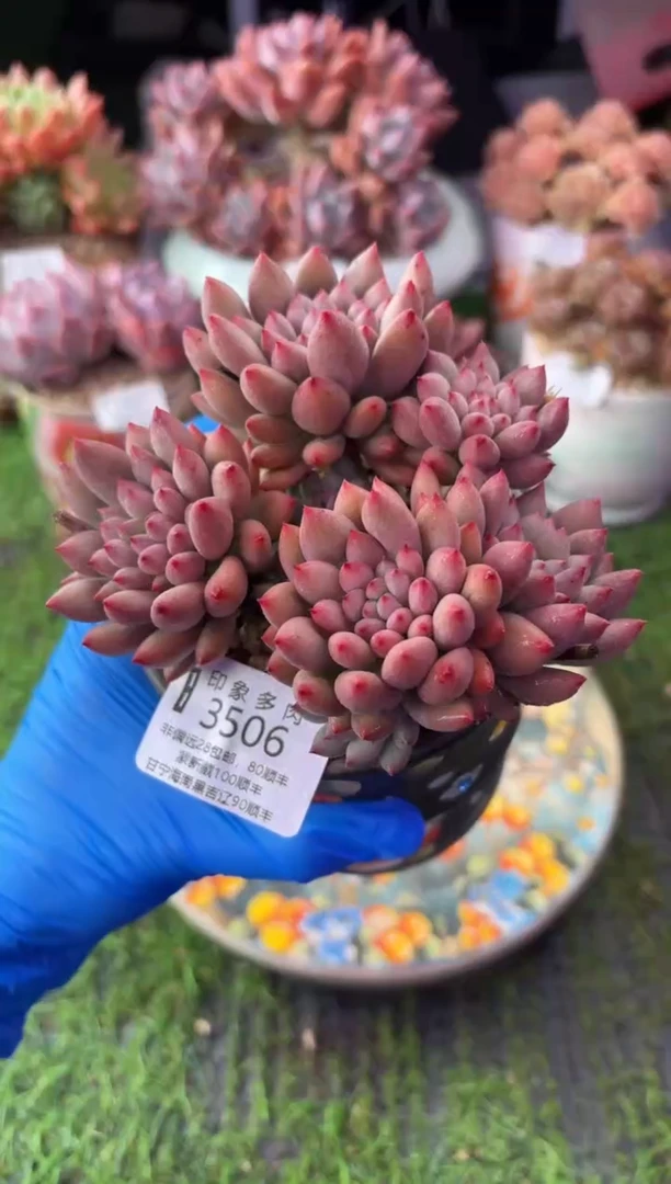 昆明印象多肉3506