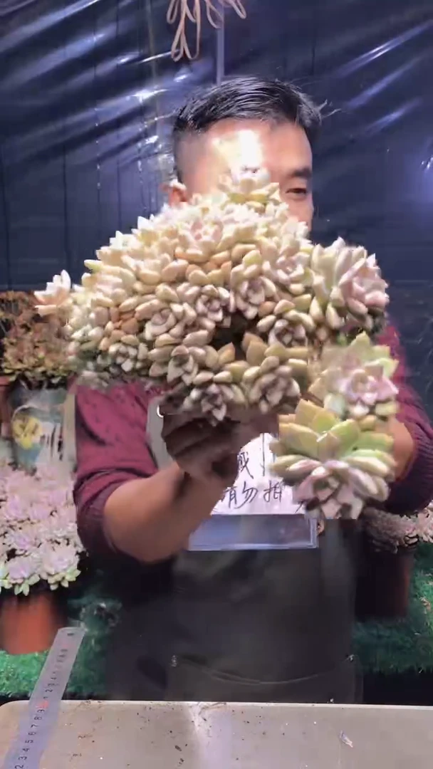 209淡雪缀化（一物一拍）
