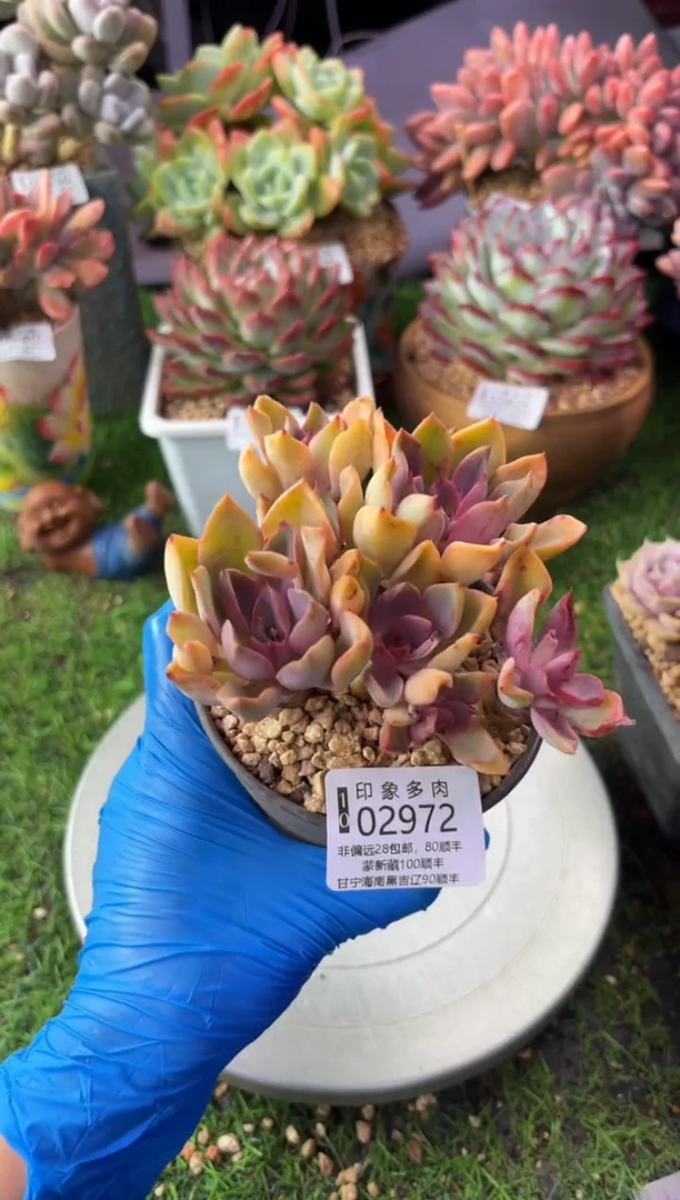 昆明印象多肉02972