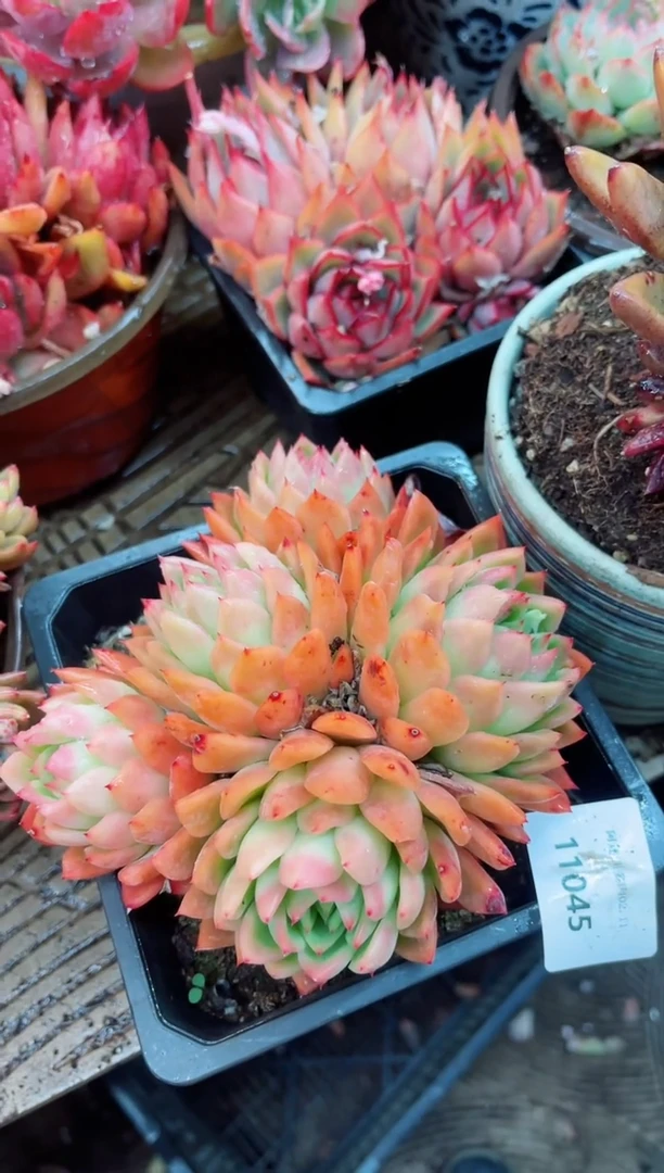 【闪购商品】11045