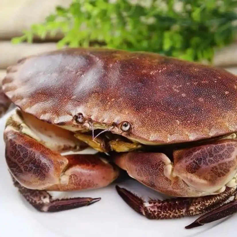 ［3号链接］面包蟹保鲜保肥压冰发 部分断腿 江浙沪以外冻发