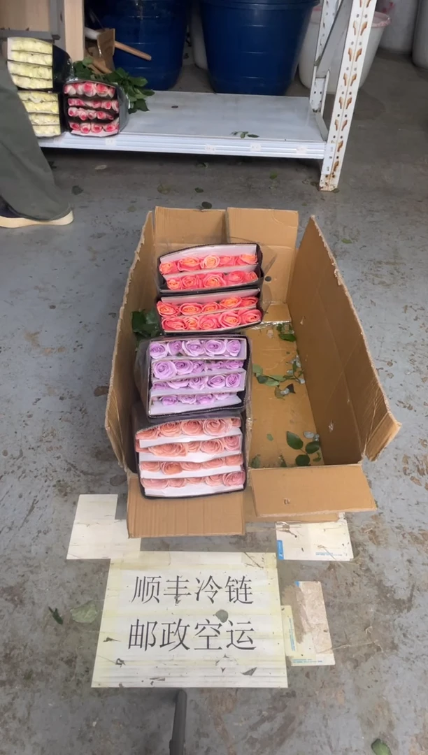 莫泊20枝+海洋之歌20枝+朱小姐20枝