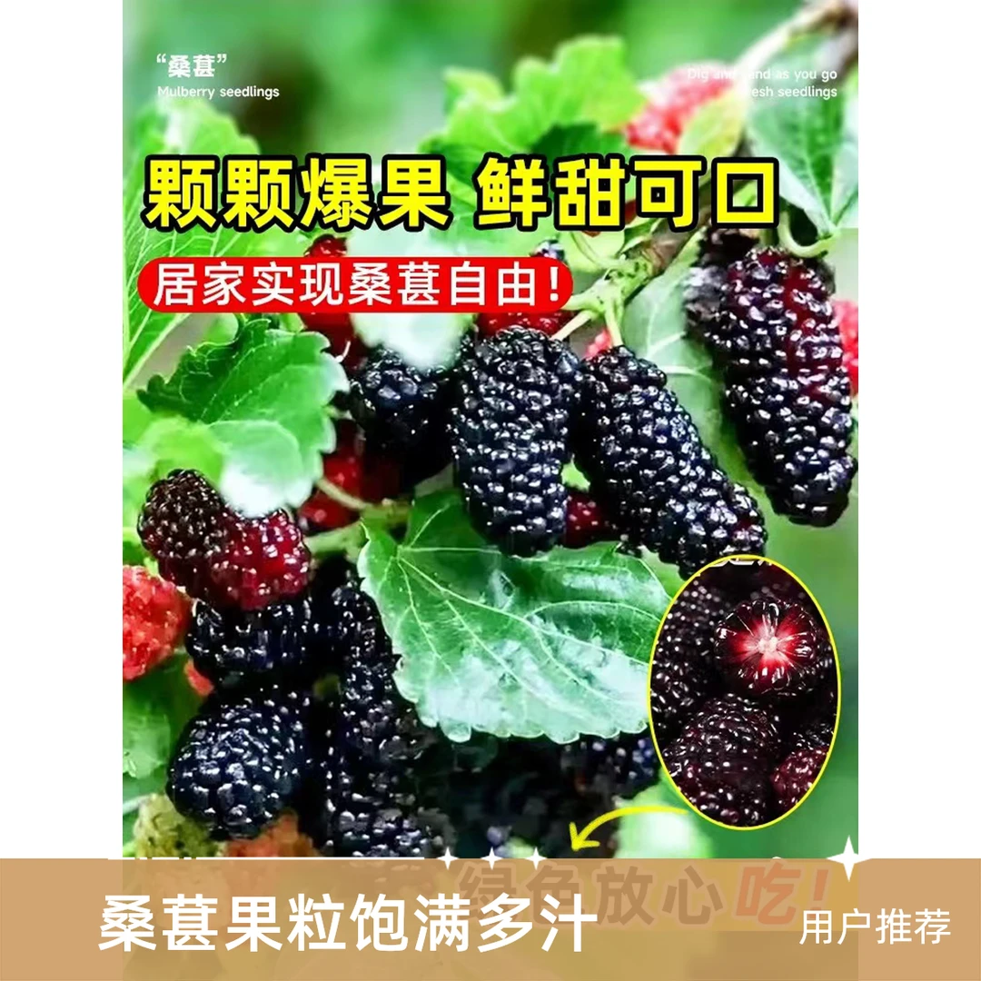 桑葚树果苗南北方四季可种植适合盆栽地栽