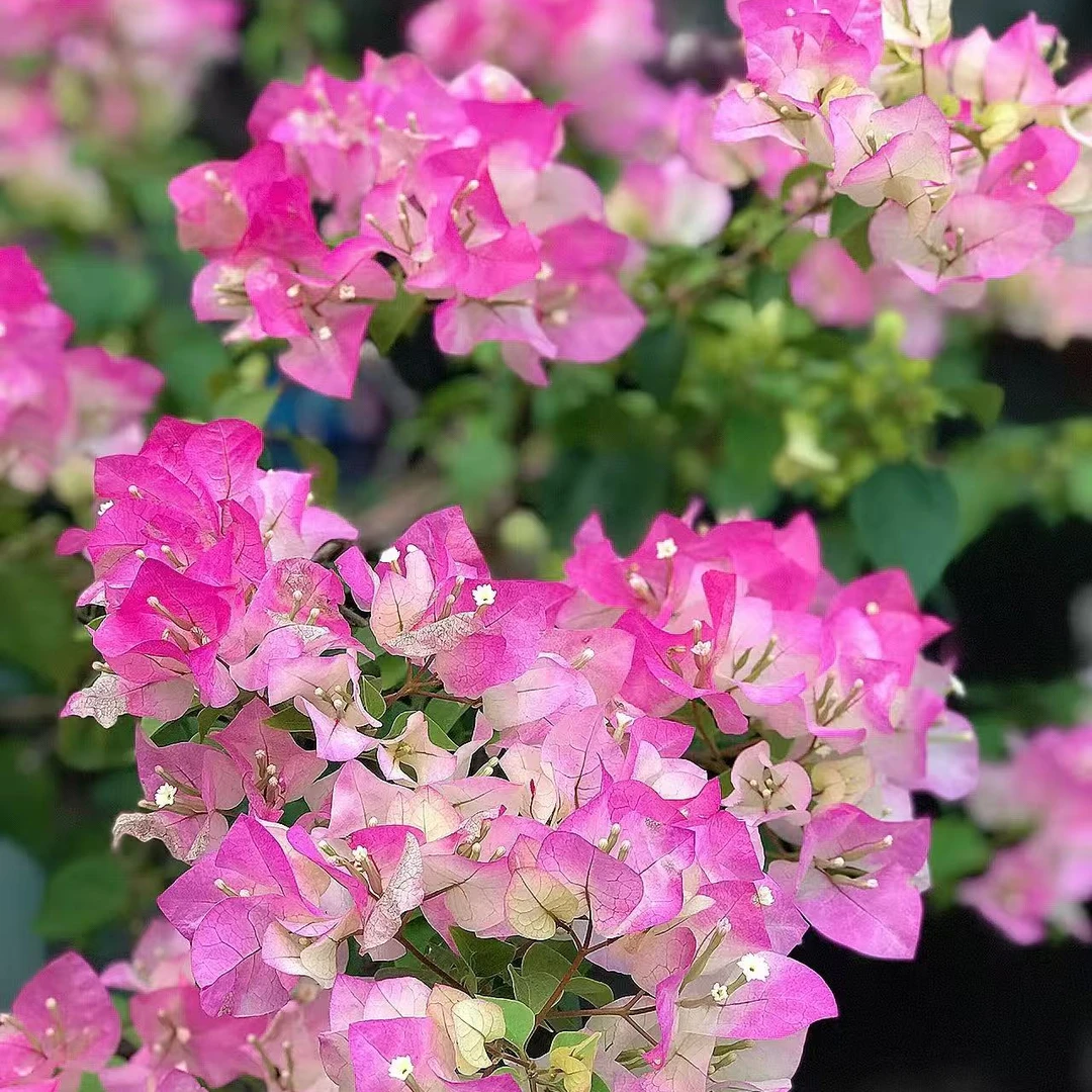 【绿樱两盆装】盆栽发货掉花掉叶介意勿拍