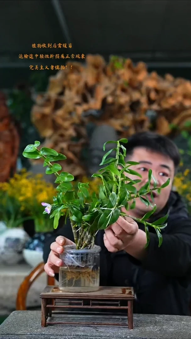 完全开放石斛488T