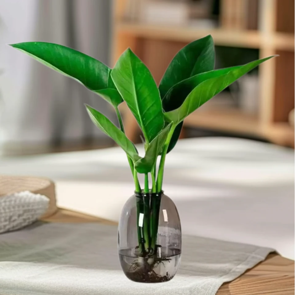水培大叶金钻室内办公室桌面净化空气美观盆栽带盆水培好养