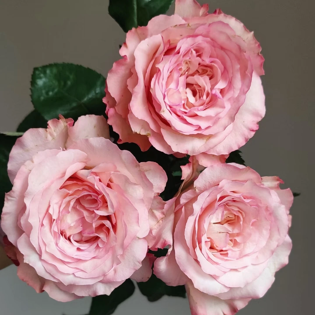 （蝴蝶谷）五加仑根接月季风花勤花长势快复花快易养活带盆发货