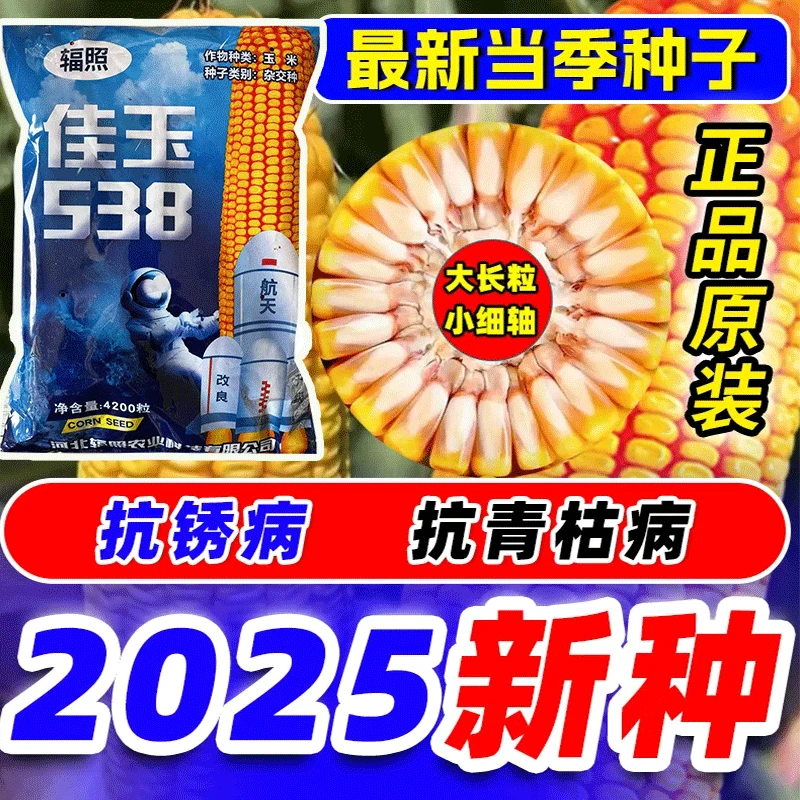 【佳玉538】航天改良升级杂交玉米种子早熟耐旱好强抗倒伏大穗玉米