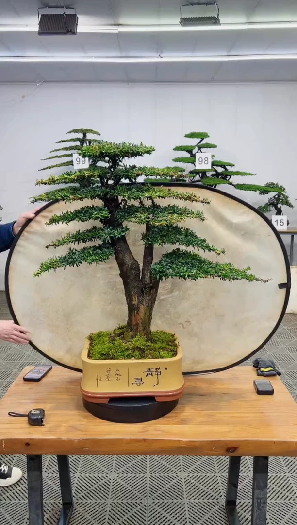 无花朵造型盆景一物一拍