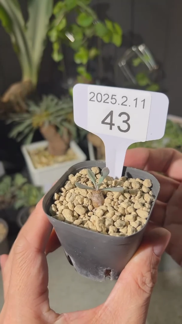 【闪购商品】黑鬼殿2.11.43