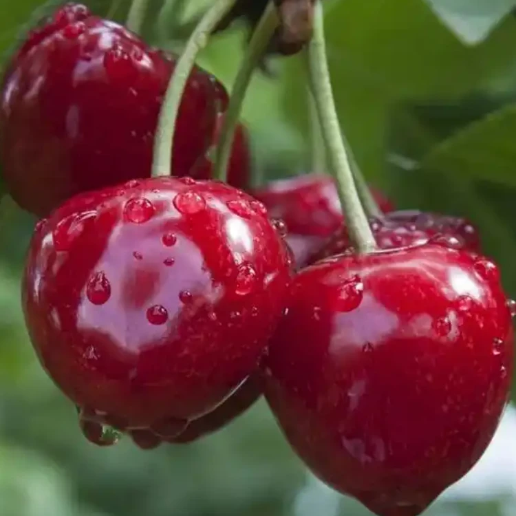 D次日达顺丰 大樱桃 味道浓厚 5.0斤装（净重约4.5斤）JJJ新鲜水果红樱桃