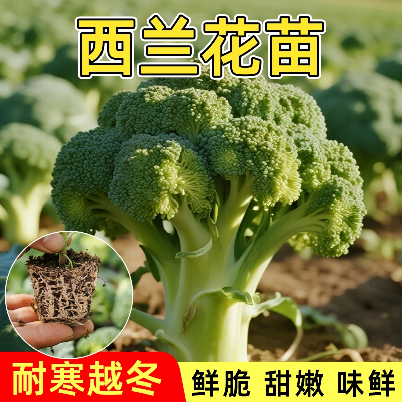 小米粒西兰花秧苗菜花苗松花菜紫晶花椰菜抗寒高产盆栽小院蔬菜苗