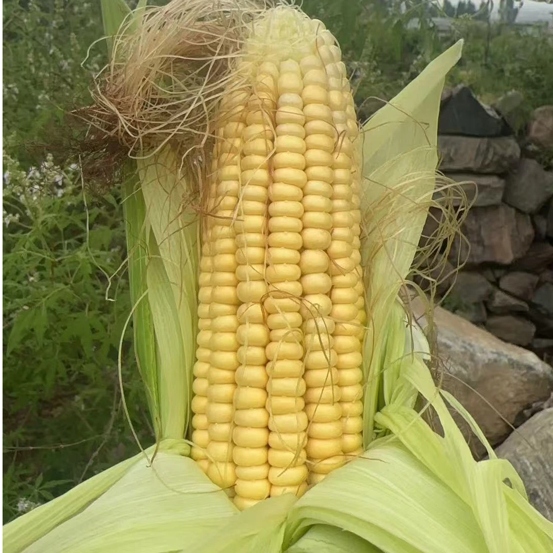 【新鲜笨玉米】露天种植新鲜老玉米 应季笨玉米6根13.9元  每根约350g河南省