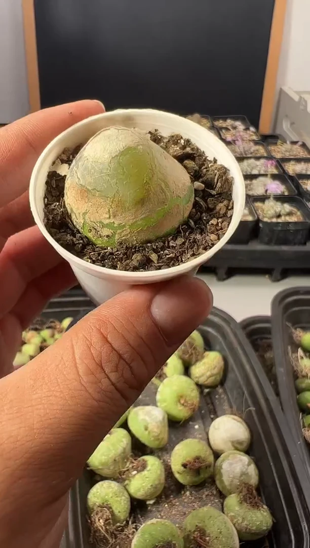 一物一拍         --290