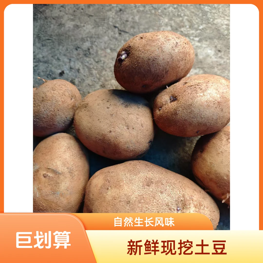 贵州高山土豆  憨包洋芋  云薯104