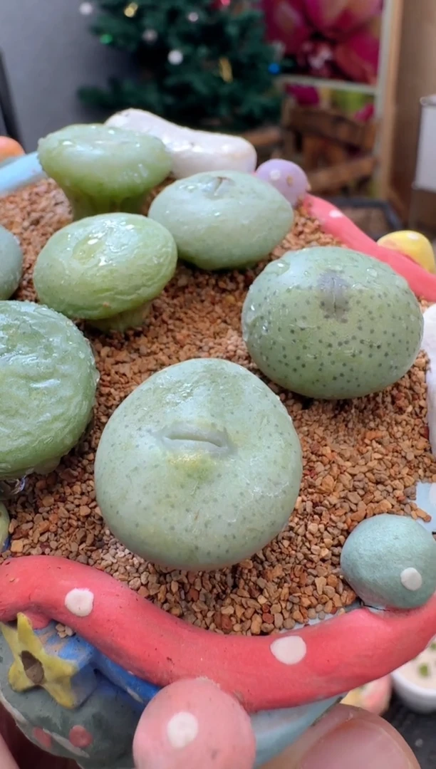 【闪购商品】26-40一颗