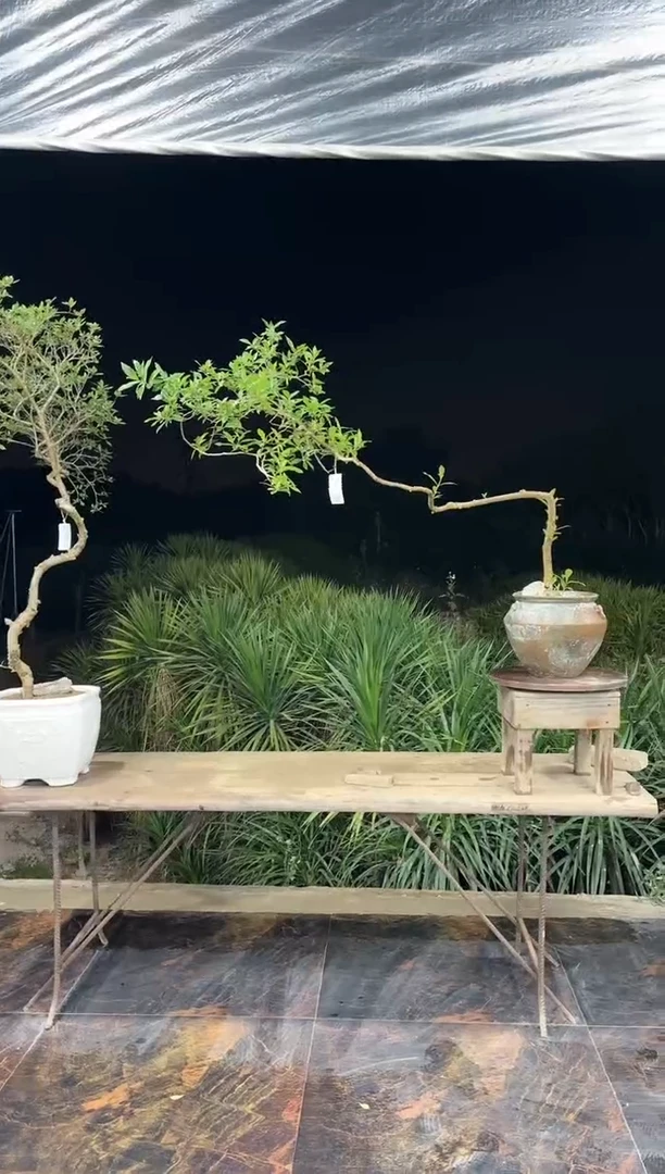 【闪购商品】盆景海岛栀子花