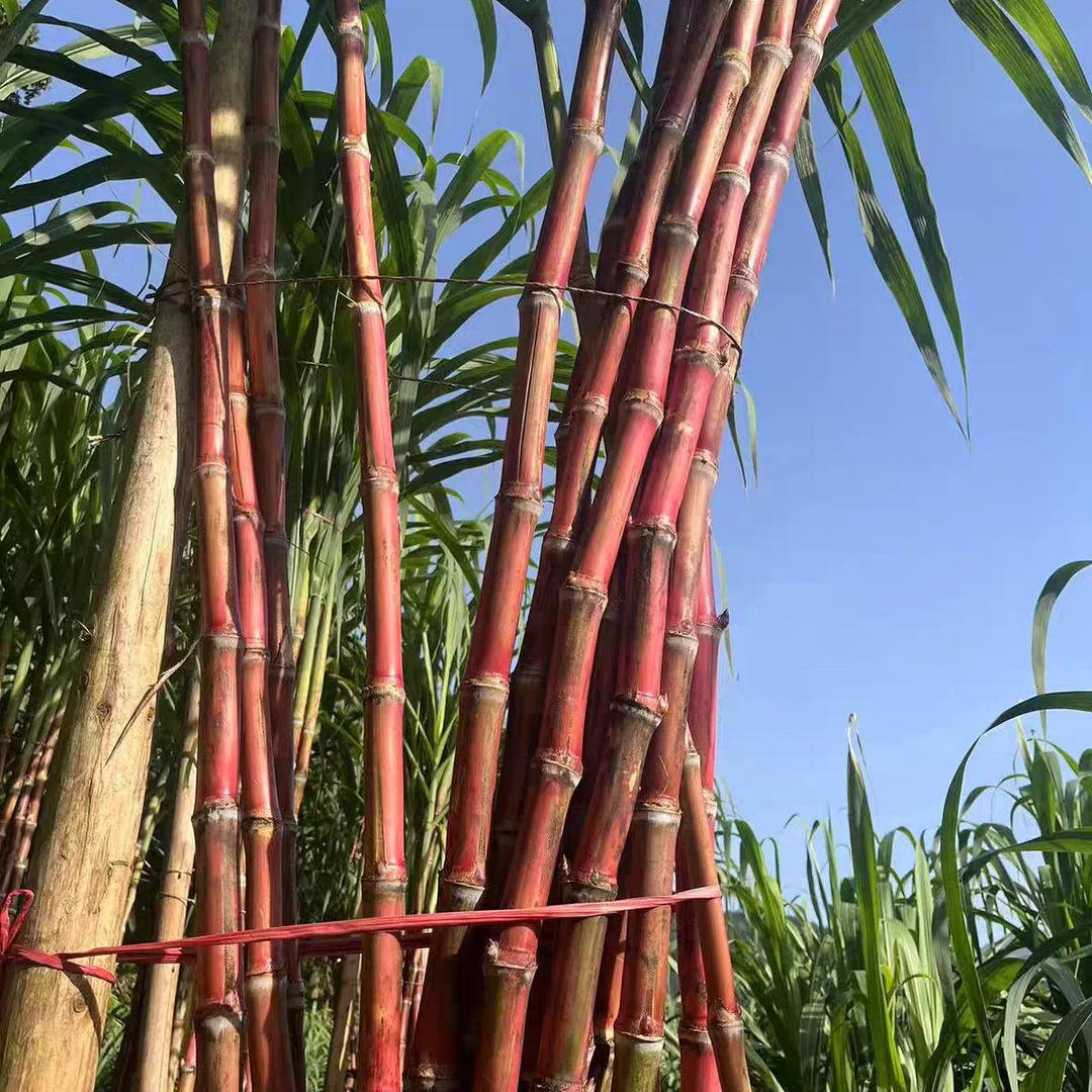 种子直接拍在家种