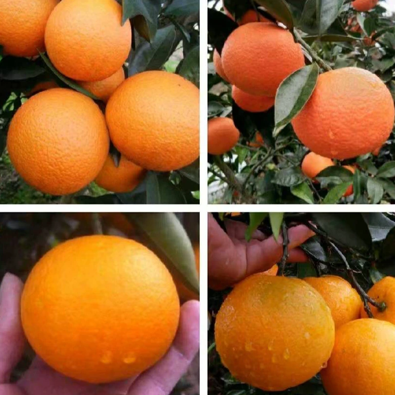 【带杯苗发货】埃及大果柑橘果苗