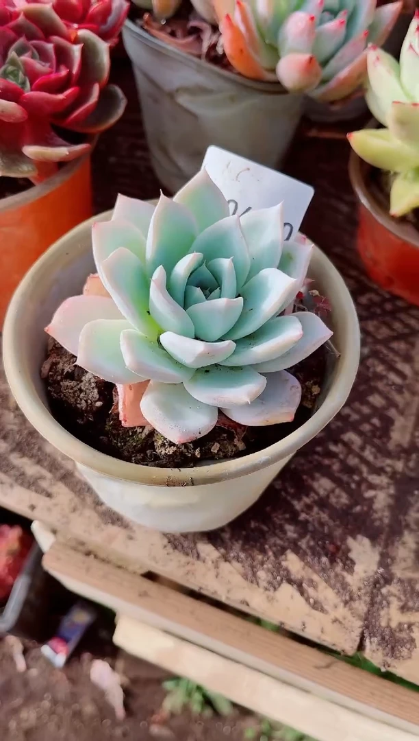 晚**鱼跃跃精品多肉04070