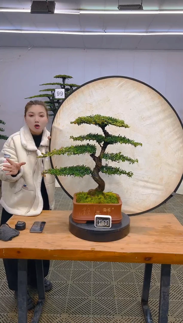 无花朵高端盆景一物一拍