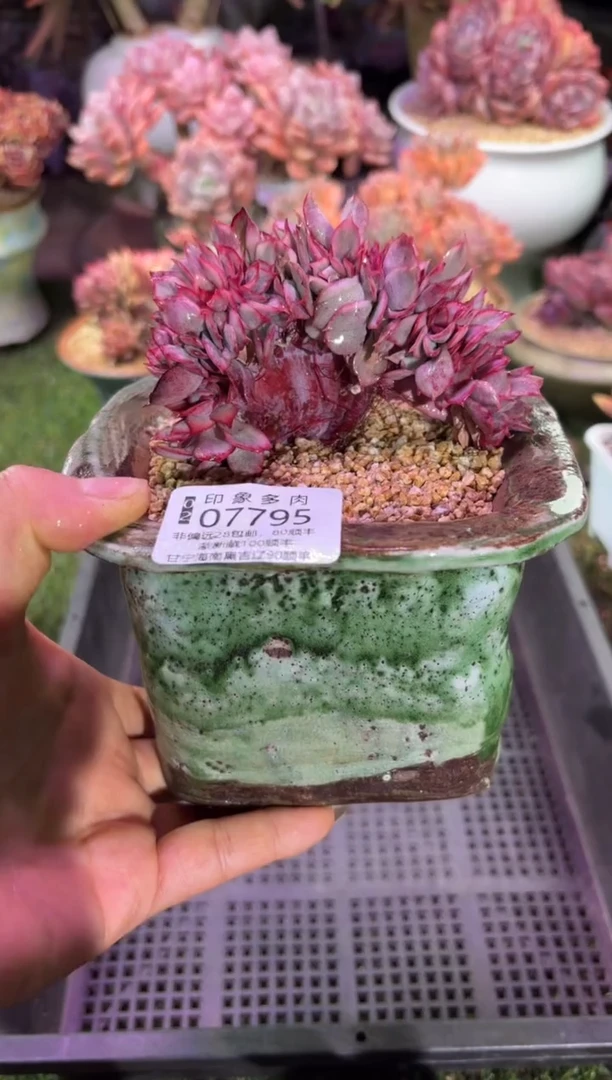 【闪购商品】07795