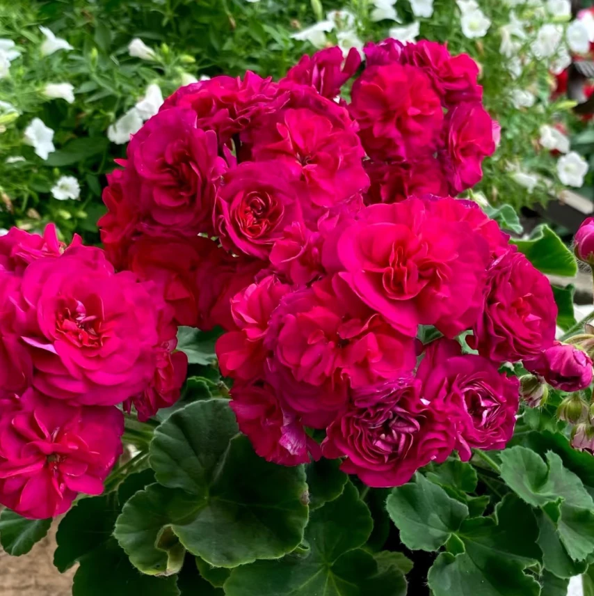 【艾斯菲尔】 兽系高端天竺葵 超重瓣紫红色大花（ 无花苞 包对版）