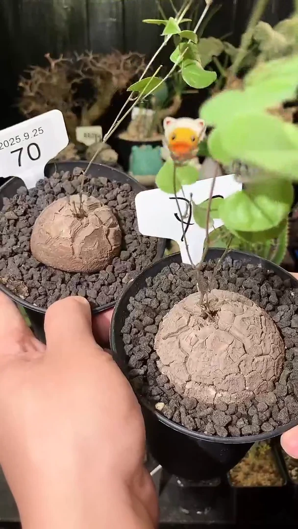 70号925福利南非龟甲龙买1个送1个