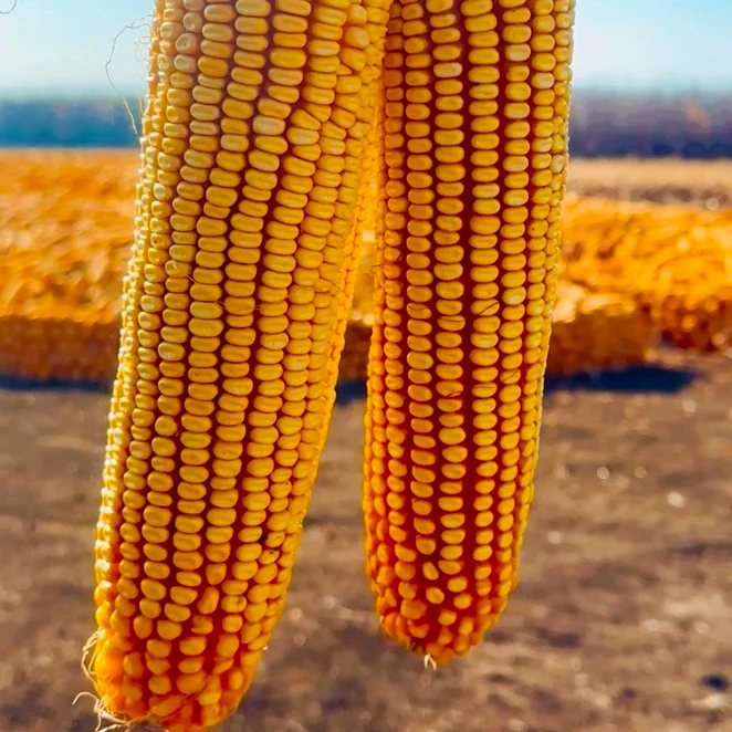 高产夏播种1775单打冠军抗倒伏抗高温大棒品种紫杆大棒活杆成熟