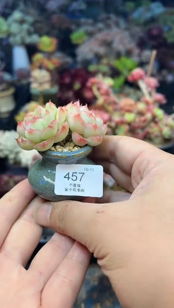 可**贝457            不带盆