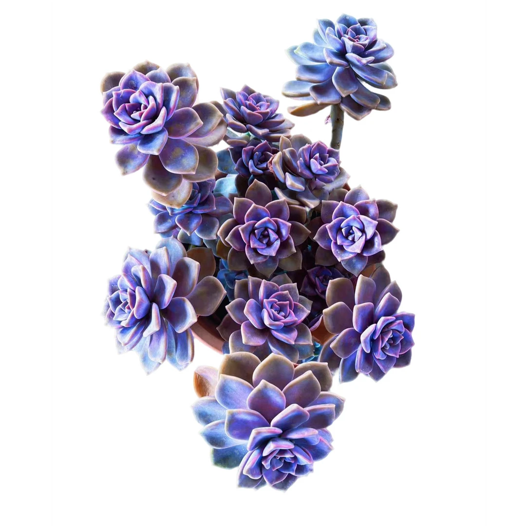 大紫乐   多肉植物